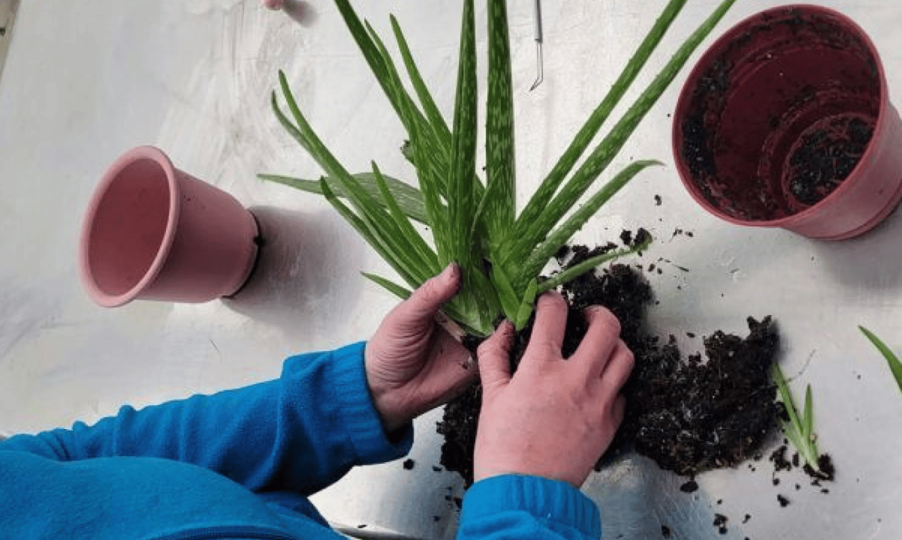 Як проростити пагін алое для посадки, поради