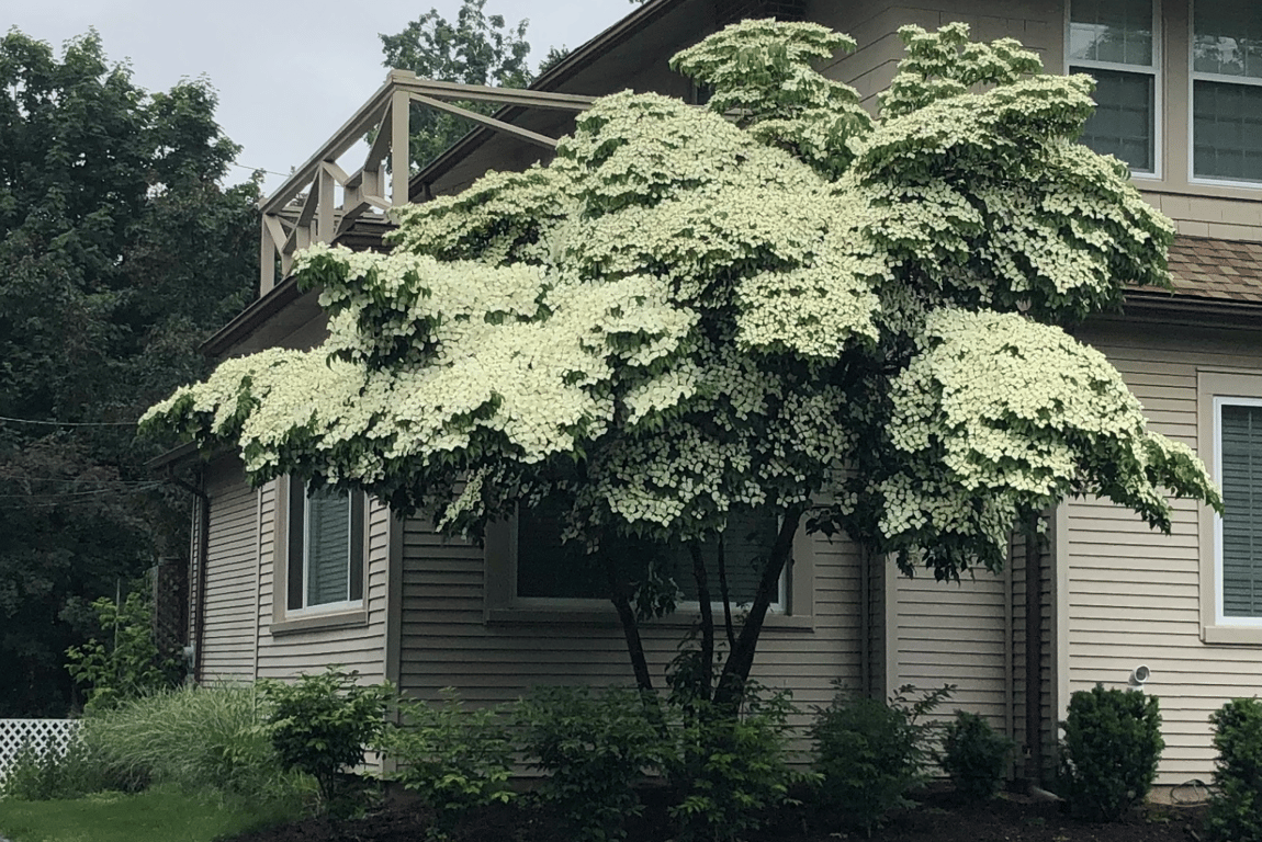 Яке дерево посадити на подвір'ї — Кизил квітучий (Дерен Коуза)