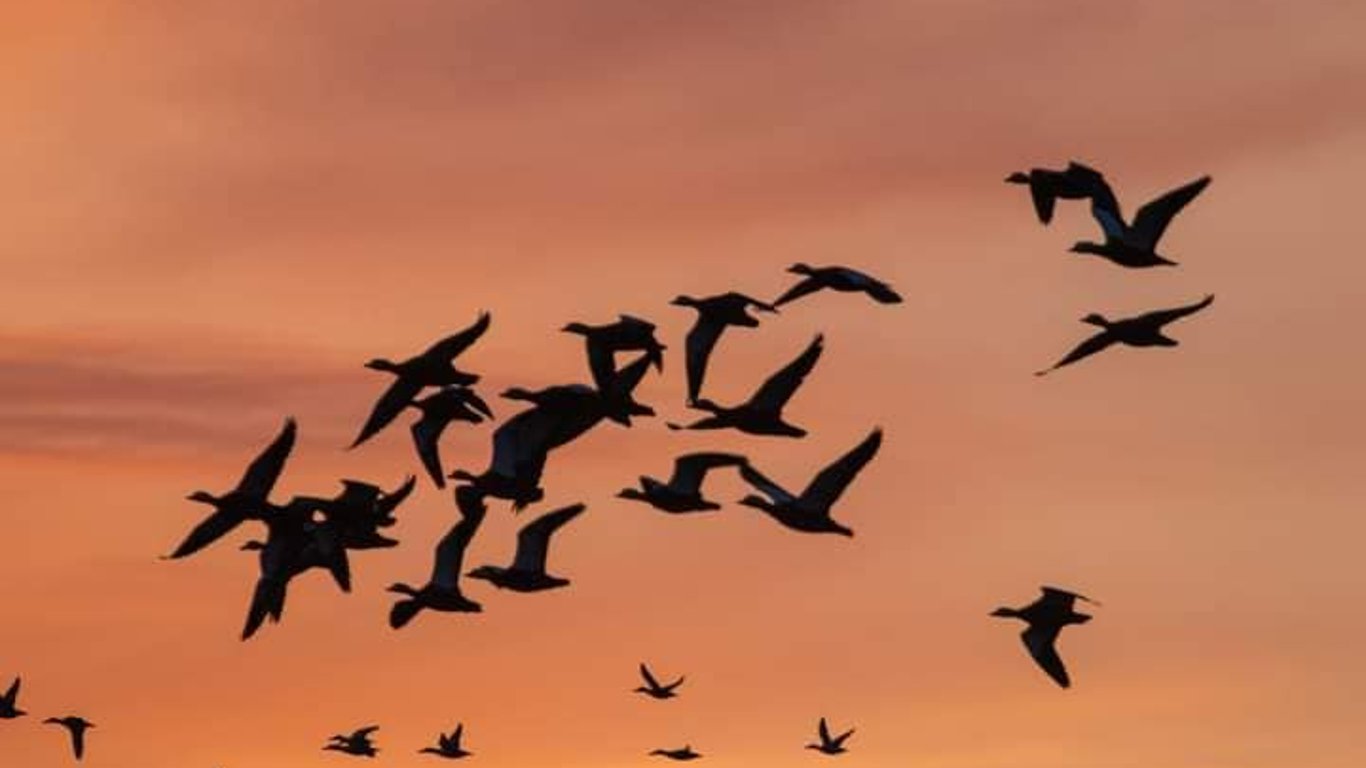 В Одесскую область прилетели священные птицы: что известно
