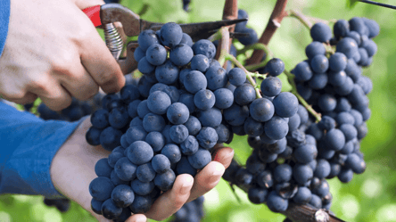 Найурожайніший сорт винограду — простий догляд і щедрий результат - 285x160