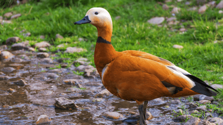 В Україні помітили рідкісного вогняного птаха з Червоної книги - 285x160