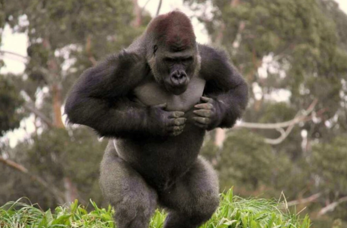 Большая горилла, бьющая себя по груди