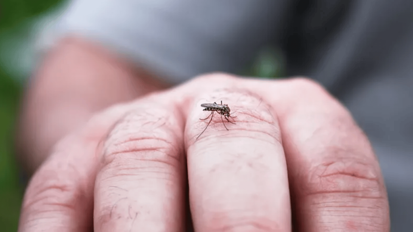 Як відлякати комарів: професор назвав 3 дієві методи
