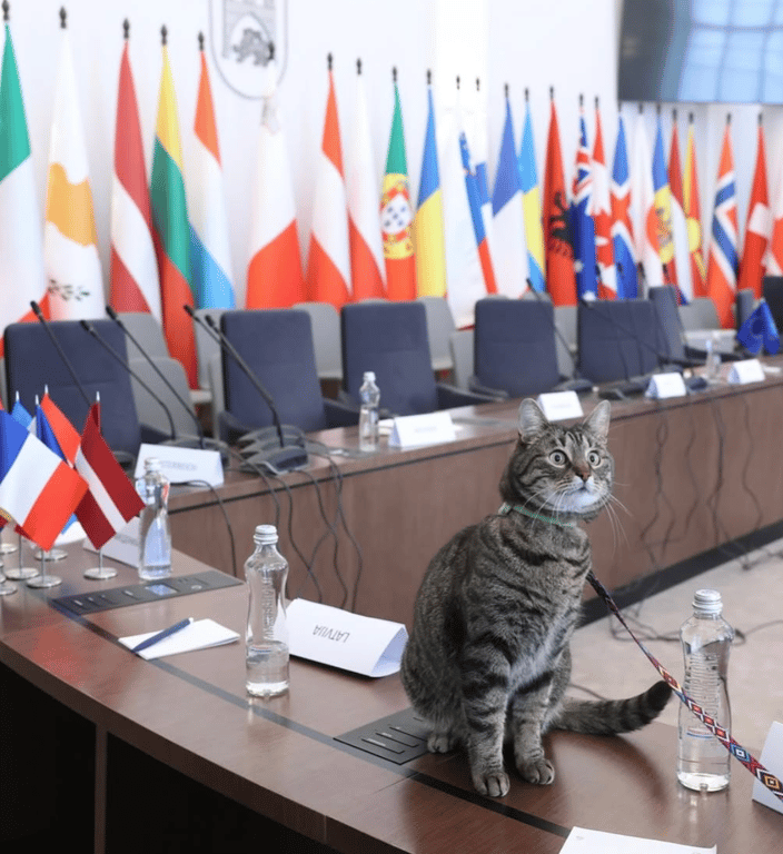 Кіт Левчик Львів Садовий