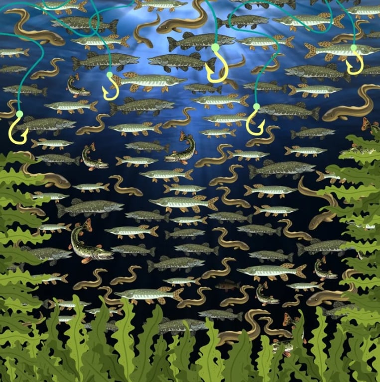 Среди рыбного разнообразия реки найдите карпа за 30 секунд - фото 1