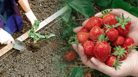 Секрет посадки клубники осенью — что положить в лунку обязательно - 285x160