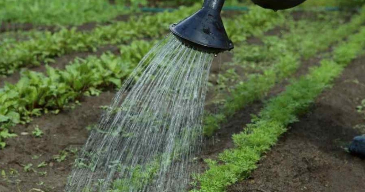 Полив моркови