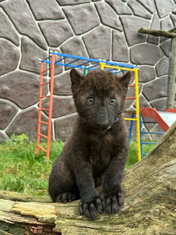 Унікальне чорне дитинча леопарда