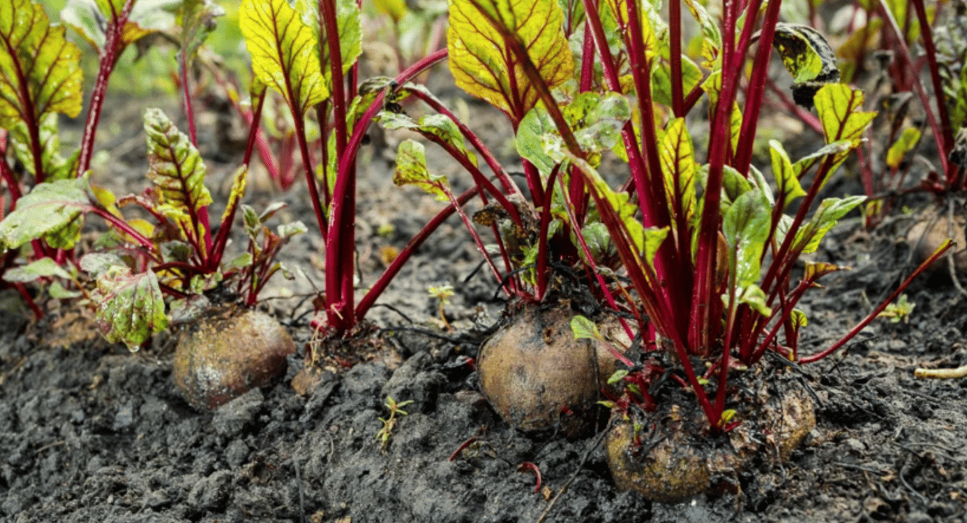 Урожай буряков на огороде