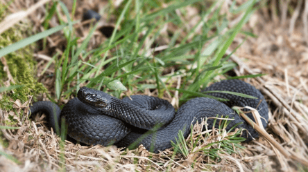 В Украине зафиксировано 50 укусов змей — в каких областях больше - 285x160