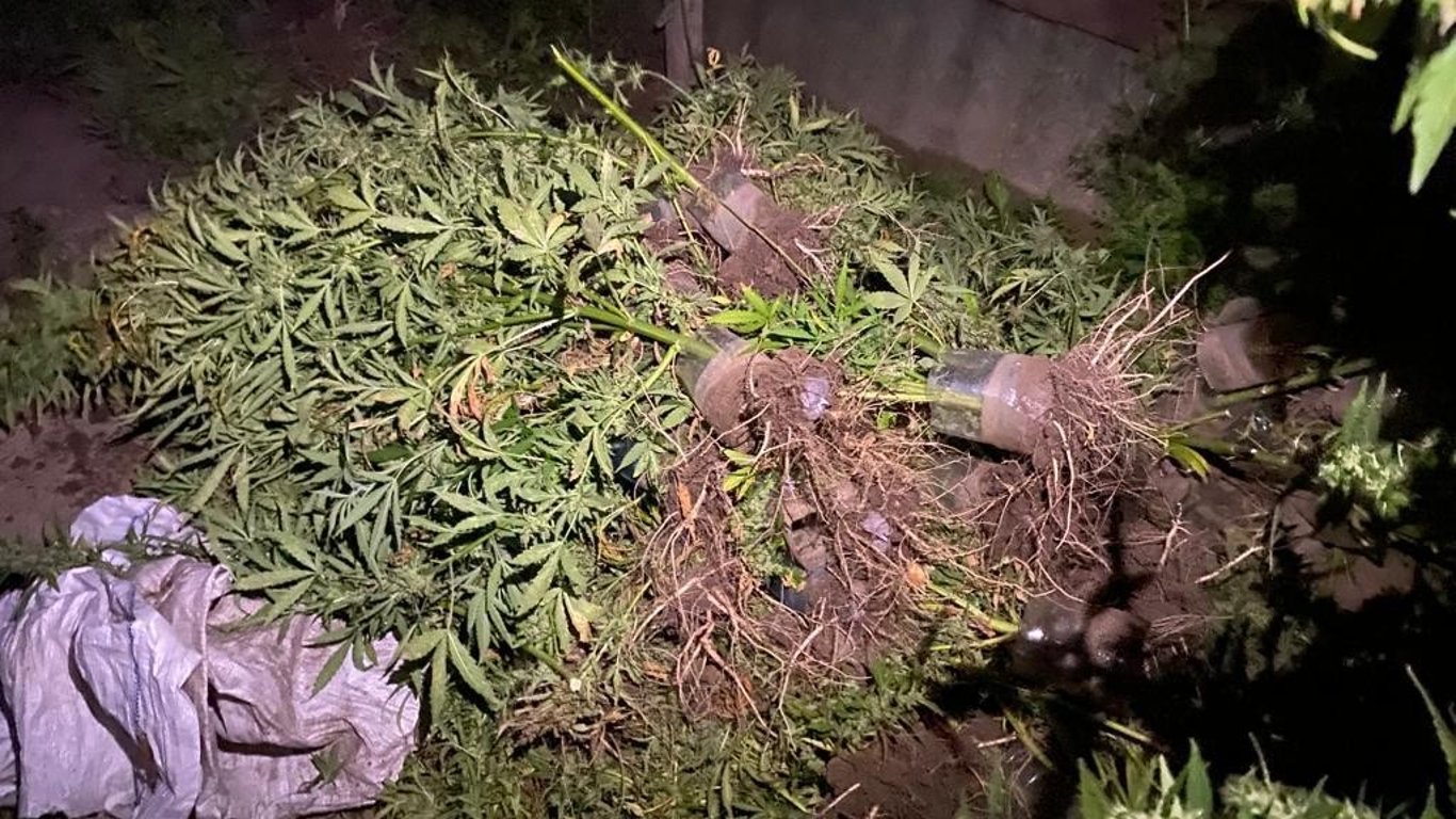 Виростив сотні кущів канабісу — на Одещині викрили наркозлочинця