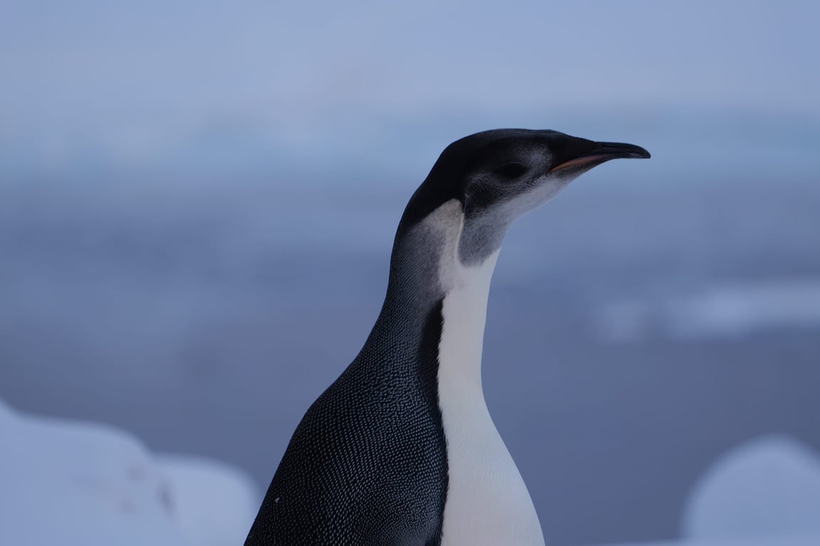Де живуть імператорські пінгвіни