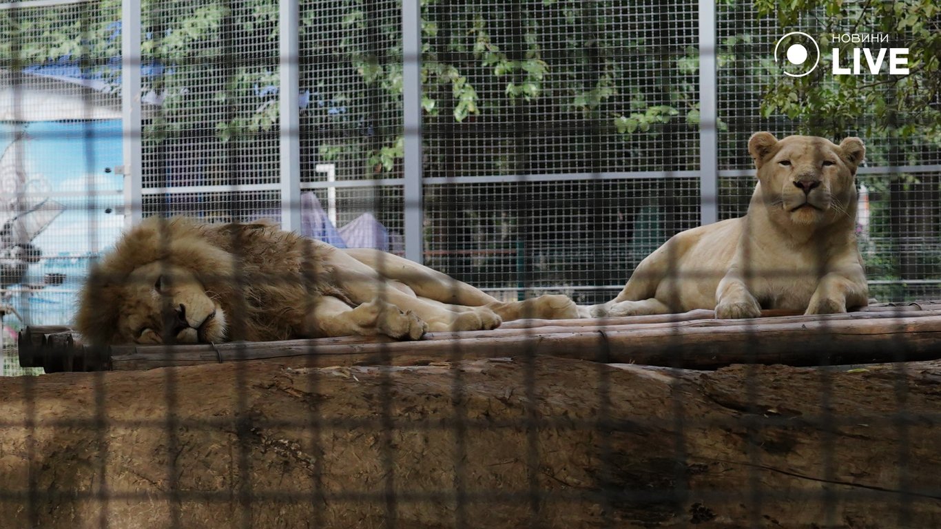 Леви в одеському зоопарку