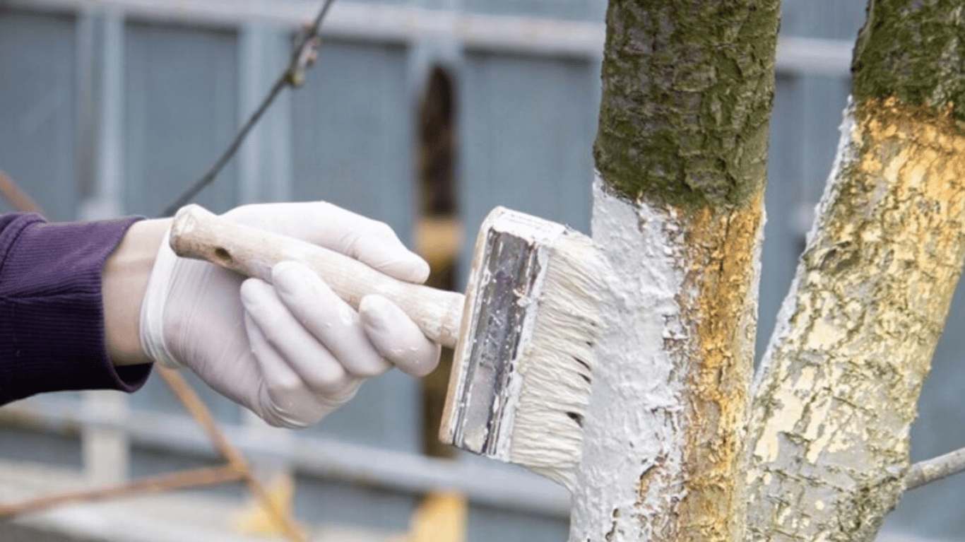 Процесс побелки дерева