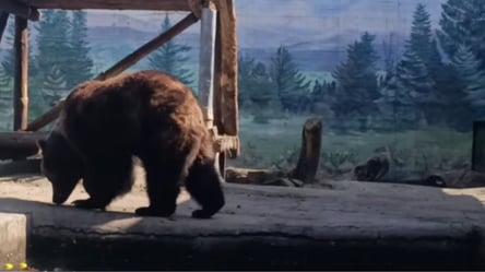 В Одеському зоопарку прокинулася бура ведмедиця Поляна - 285x160