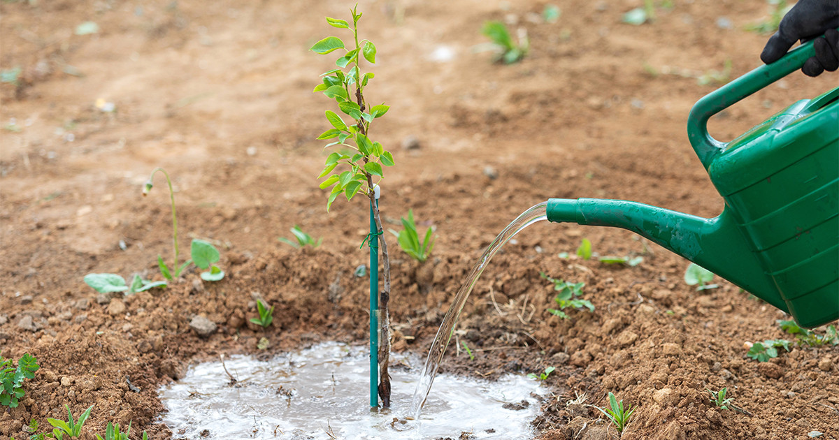 Полив дерева