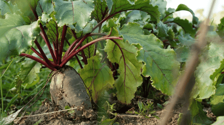 Чому червоніє листя буряка і як позбутися проблеми - 285x160
