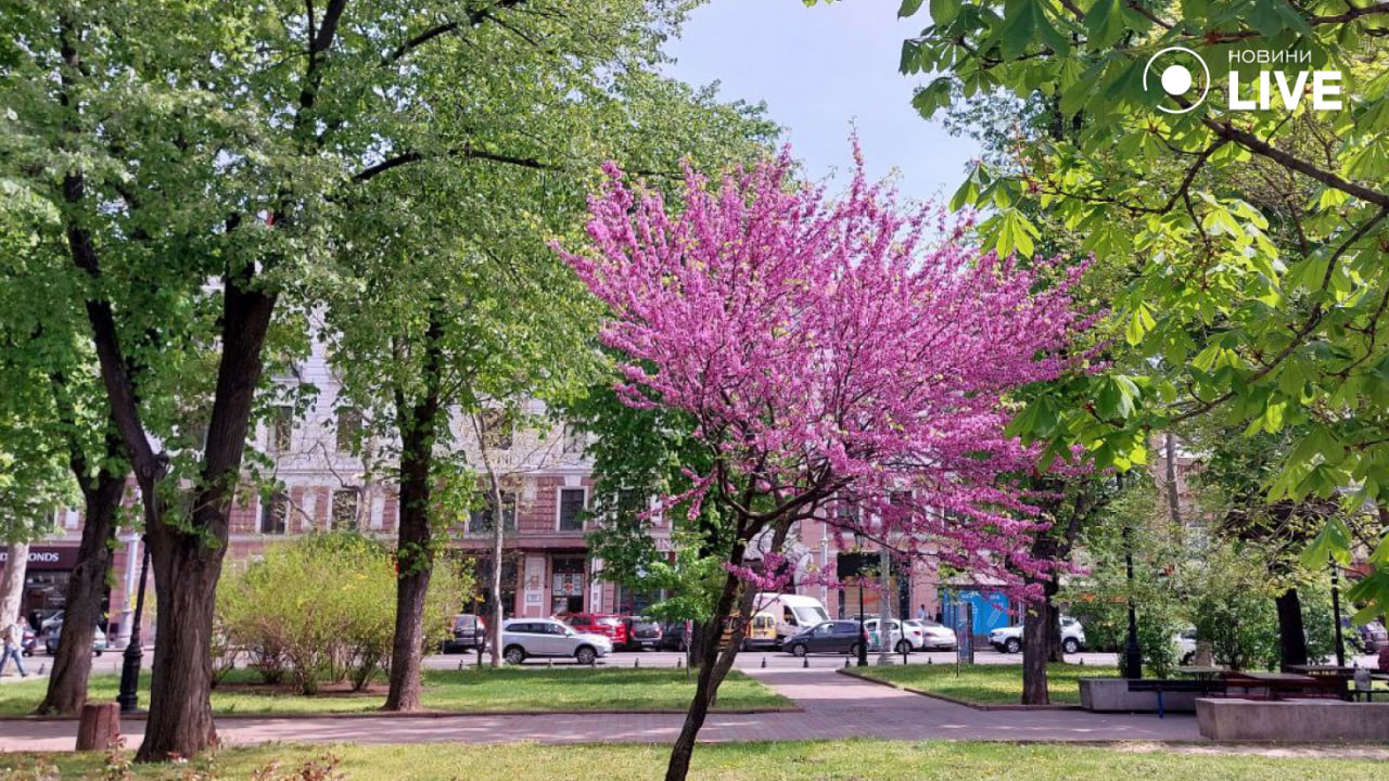 Яскравий рожевий квіт — в Одесі зацвіли дерева Іуди (фоторепортаж) - фото 3