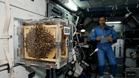NASA відправило вулик у космос: що зробили бджоли за сім днів - 285x160