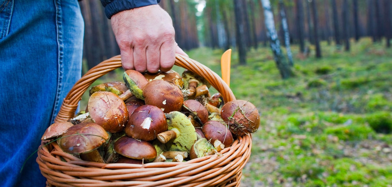 Как найти польский гриб в украинских лесах