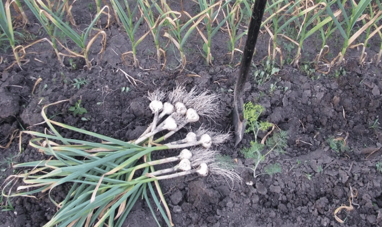 Выкапывание чеснока