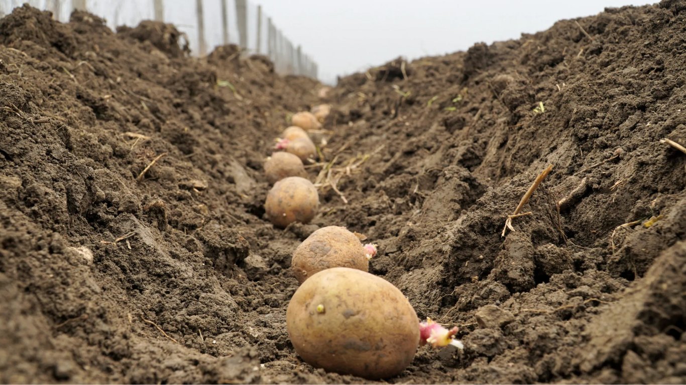 Як та чим обробити картоплю від дротяників і колорадського жука