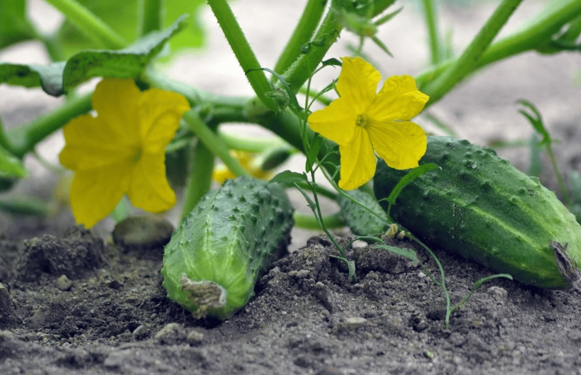 Зелені огірки та жовті квіти на городі.