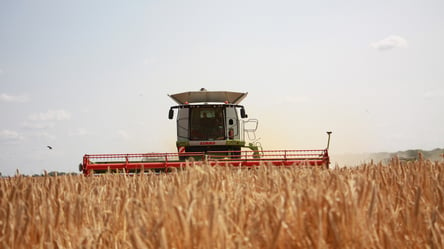 В Украине растут цены на пшеницу — сколько стоит зерно в июле - 285x160