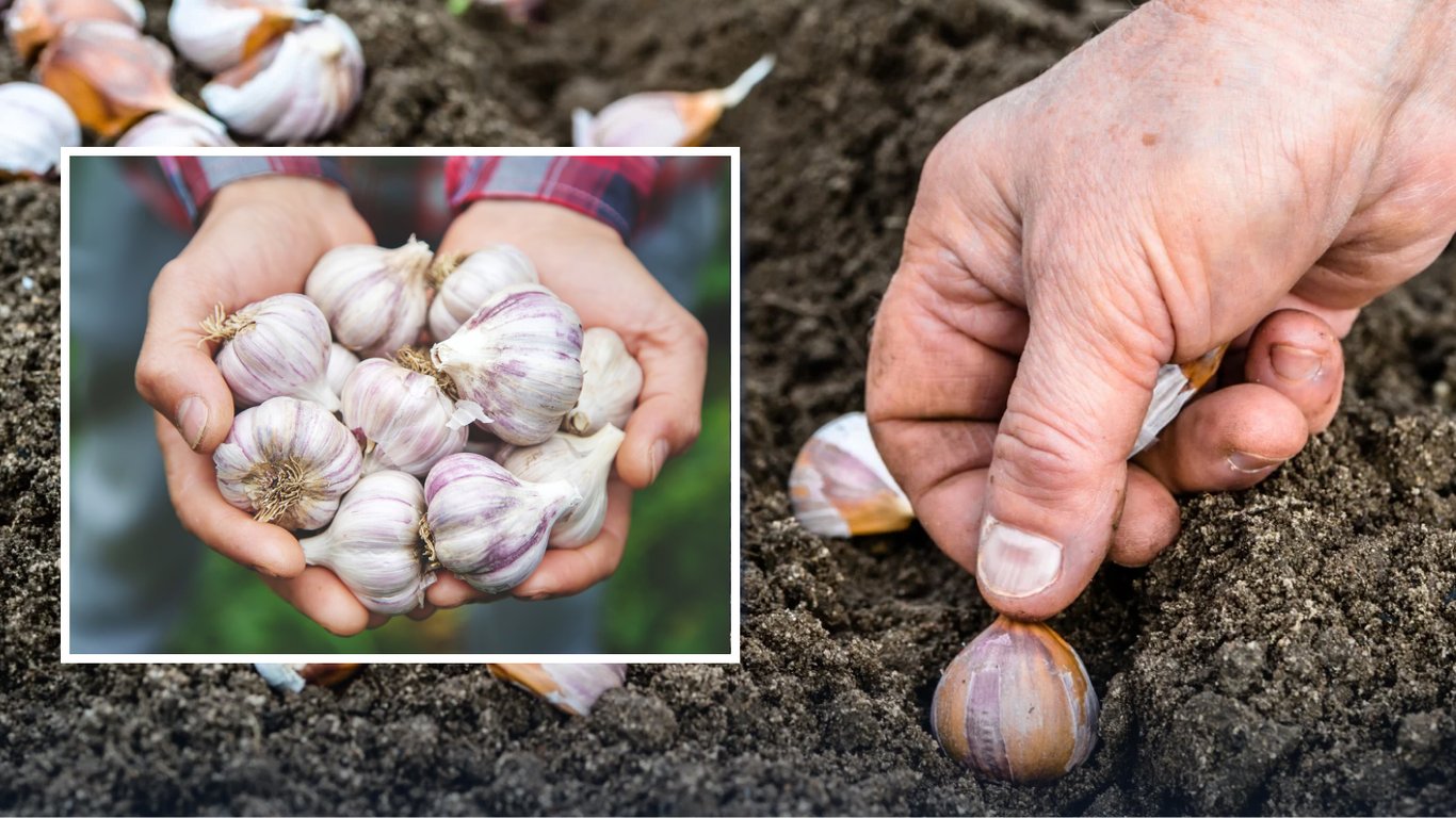 Когда сажать чеснок в апреле 2026: пять лучших дат и секреты богатого урожая
