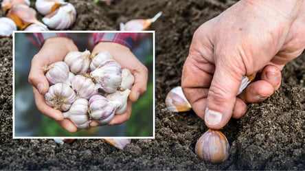 Успейте посадить чеснок в апреле 2026: пять самых лучших дат - 285x160