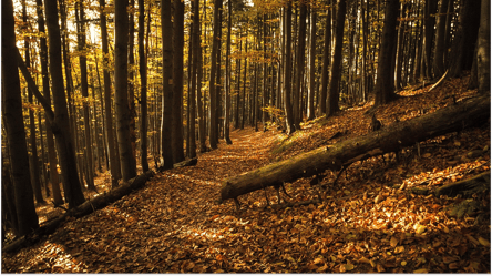 Чи можуть українці забирати на дрова повалені в лісі дерева - 285x160