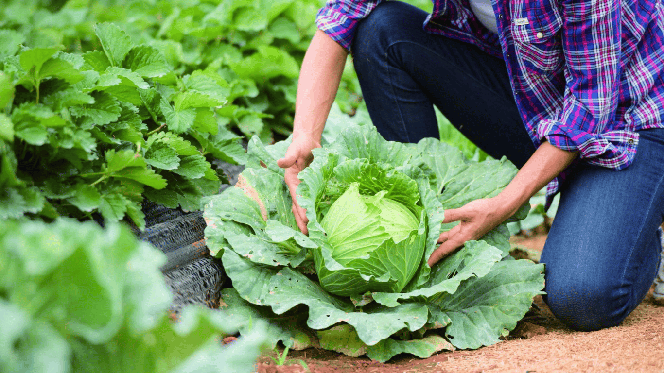 Какое растение нельзя сажать возле капусты, чтобы вредители не уничтожили урожай
