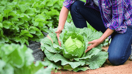 Не сажайте это растение возле капусты: вредители съедят сразу - 285x160