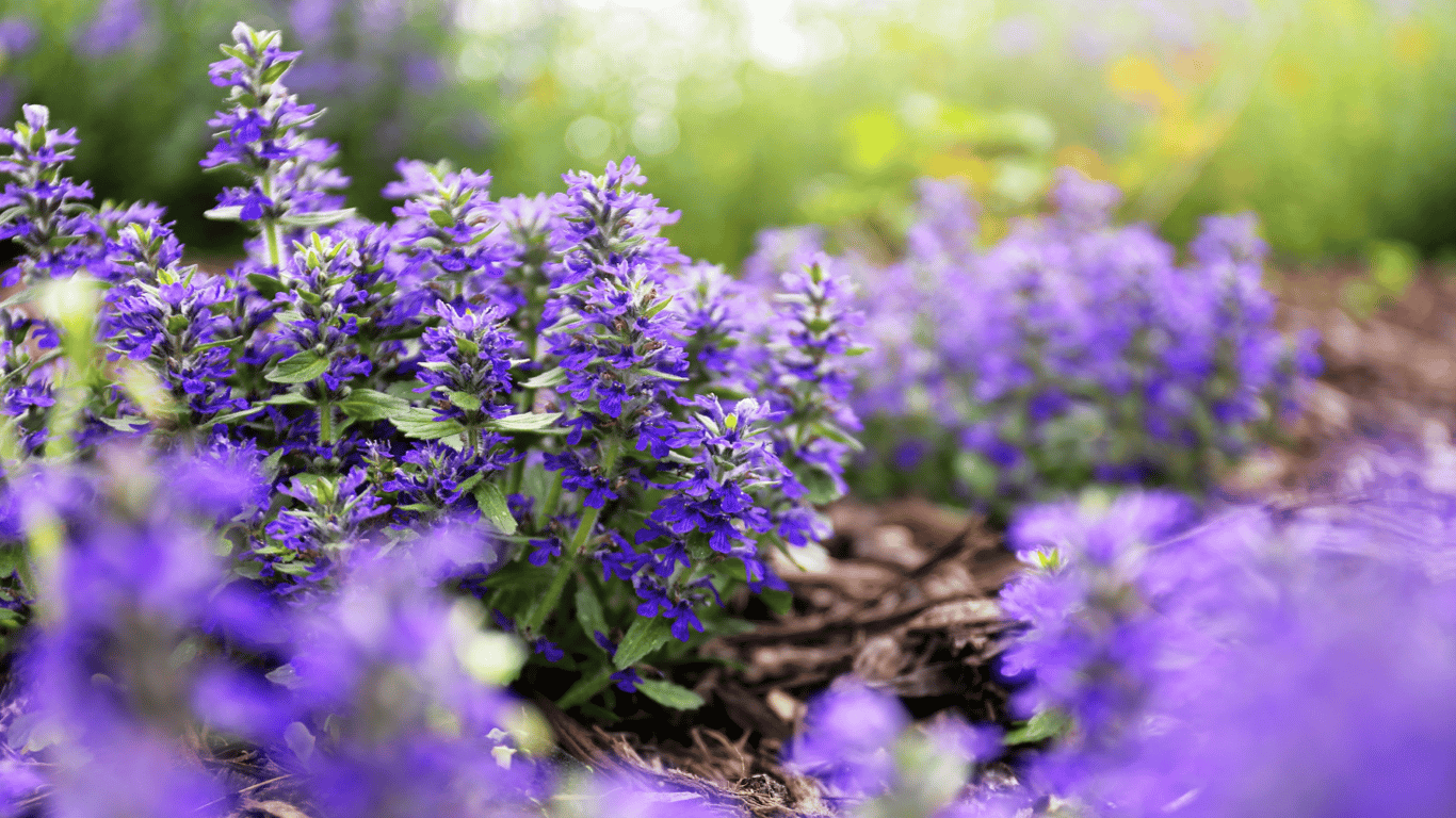 Какие декоративные растения посадить в октябре 2025 — горлянка ползучая