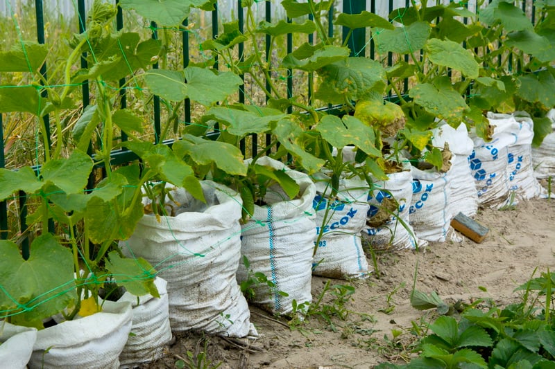 Мешки с огурцами