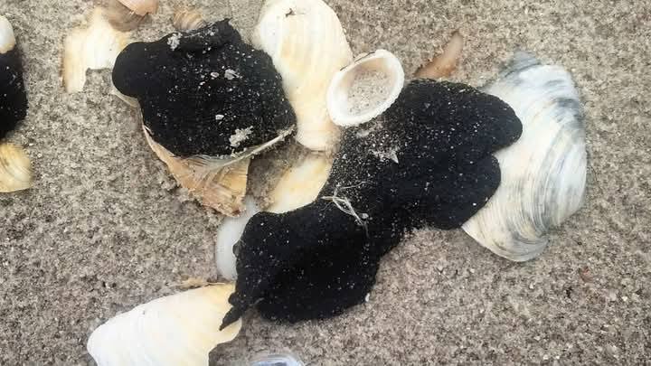 В национальном парке в Одесской области найден мазут.