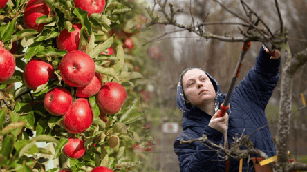 Лишь в эти дни октября можно обрезать яблони для щедрого урожая - 285x160