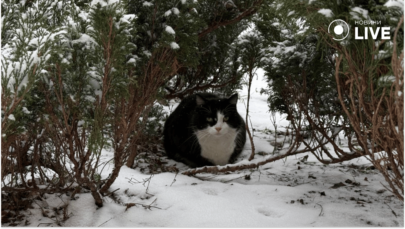 В Одесі засніжило: фото міста