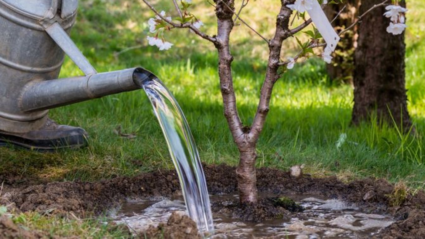 Людина поливає дерево.