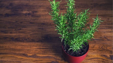 Свой розмарин к праздникам — простой способ укоренить черенки - 285x160