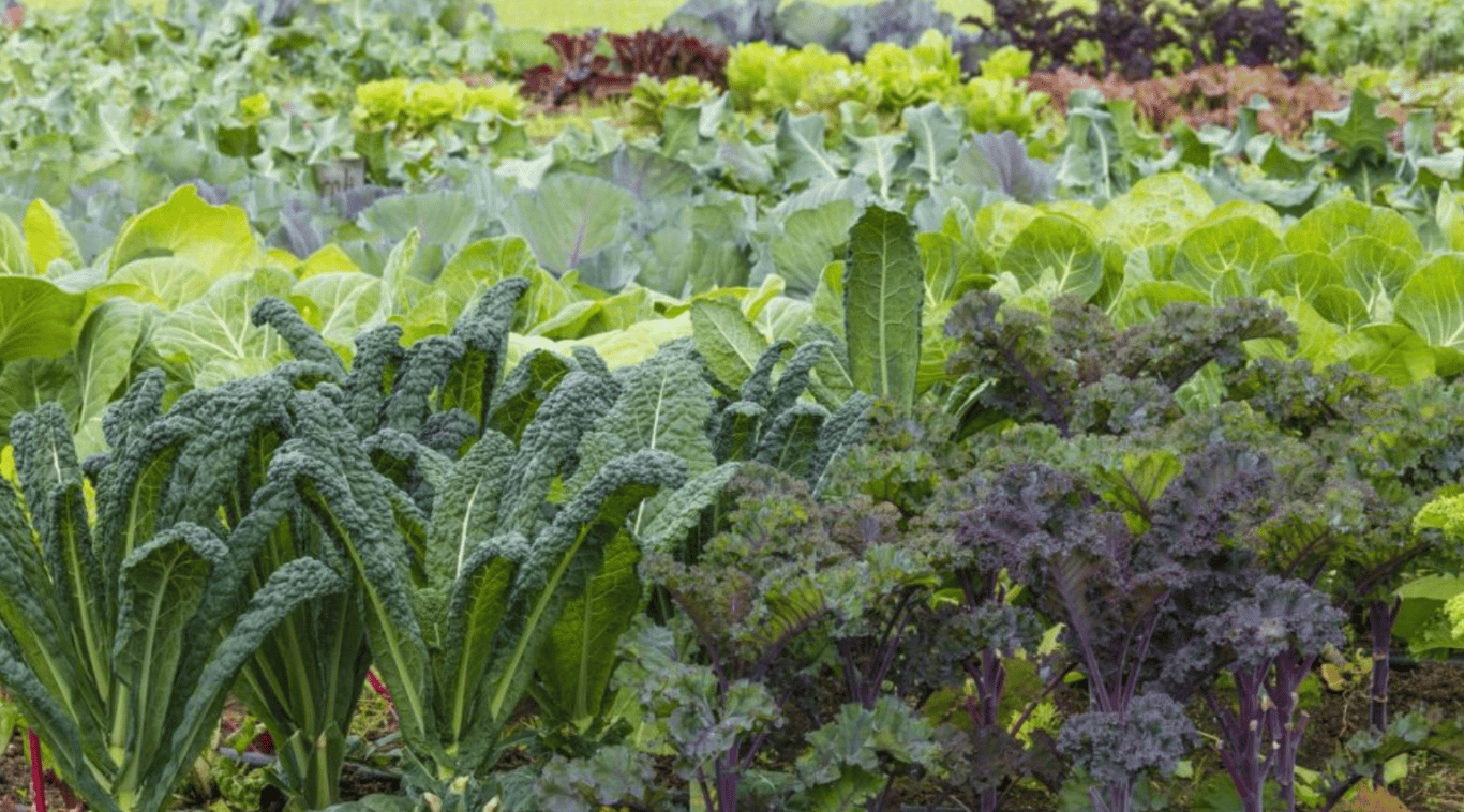 Кудрявая капуста