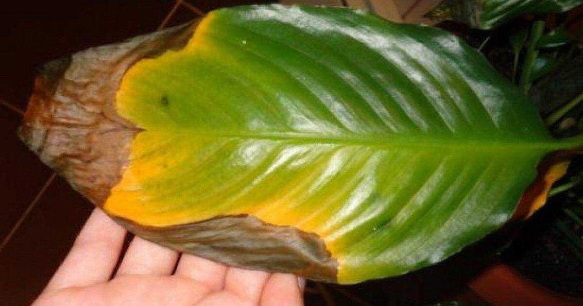 Листья спатифиллюма