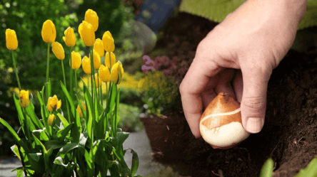 Когда сажать тюльпаны осенью — секреты садоводов и особые даты - 285x160