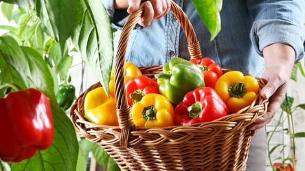 Три найкращі сорти солодкого перцю 2025 року — плоди гіганти - 285x160