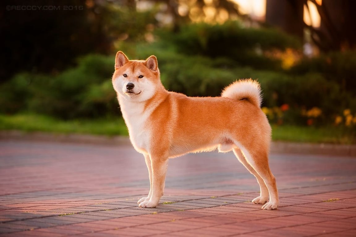 Собака породы Японский шиба-ину