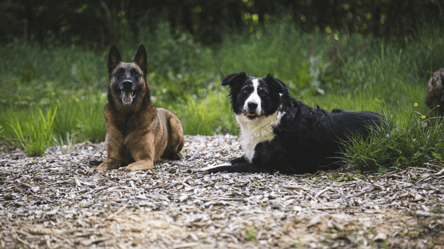 На окупованій Луганщині собаки масово кусають людей — що відомо - 290x166