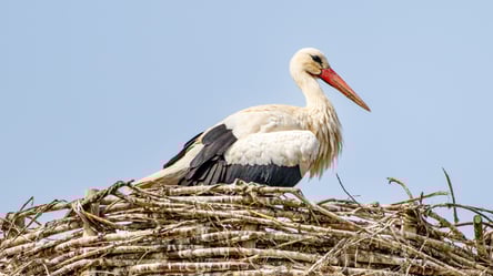 Прилетел аист в дом — к счастью или к беде - 285x160