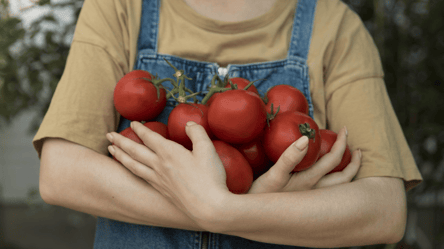 Вийдуть величезними і соковитими — коли сіяти помідори на розсаду - 285x160