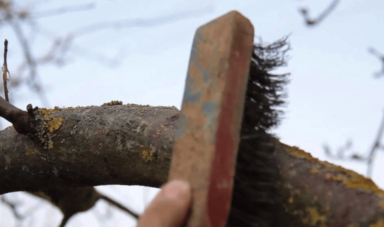 Щетка на дереве