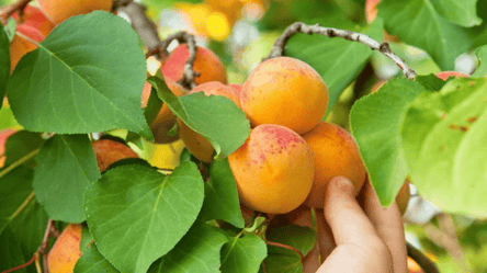 Сусіди для абрикоси — що можна й не можна садити поруч - 285x160